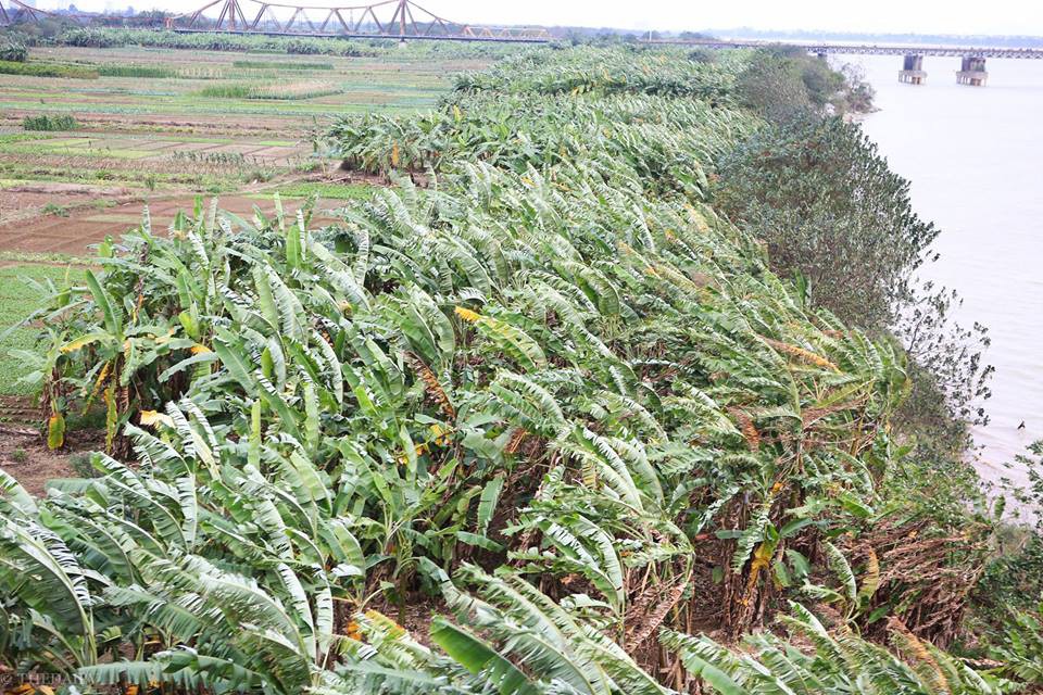 Chùm ảnh: Người dân Hà Nội khoác cả chăn bông, mặc áo mưa xuống phố để tránh rét